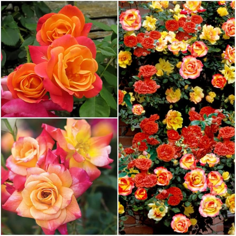 Climbing Joseph's Coat Rose Seeds（25Pcs)-Flowers in Garden-Fragrant Rose Seeds | Amazon (US)