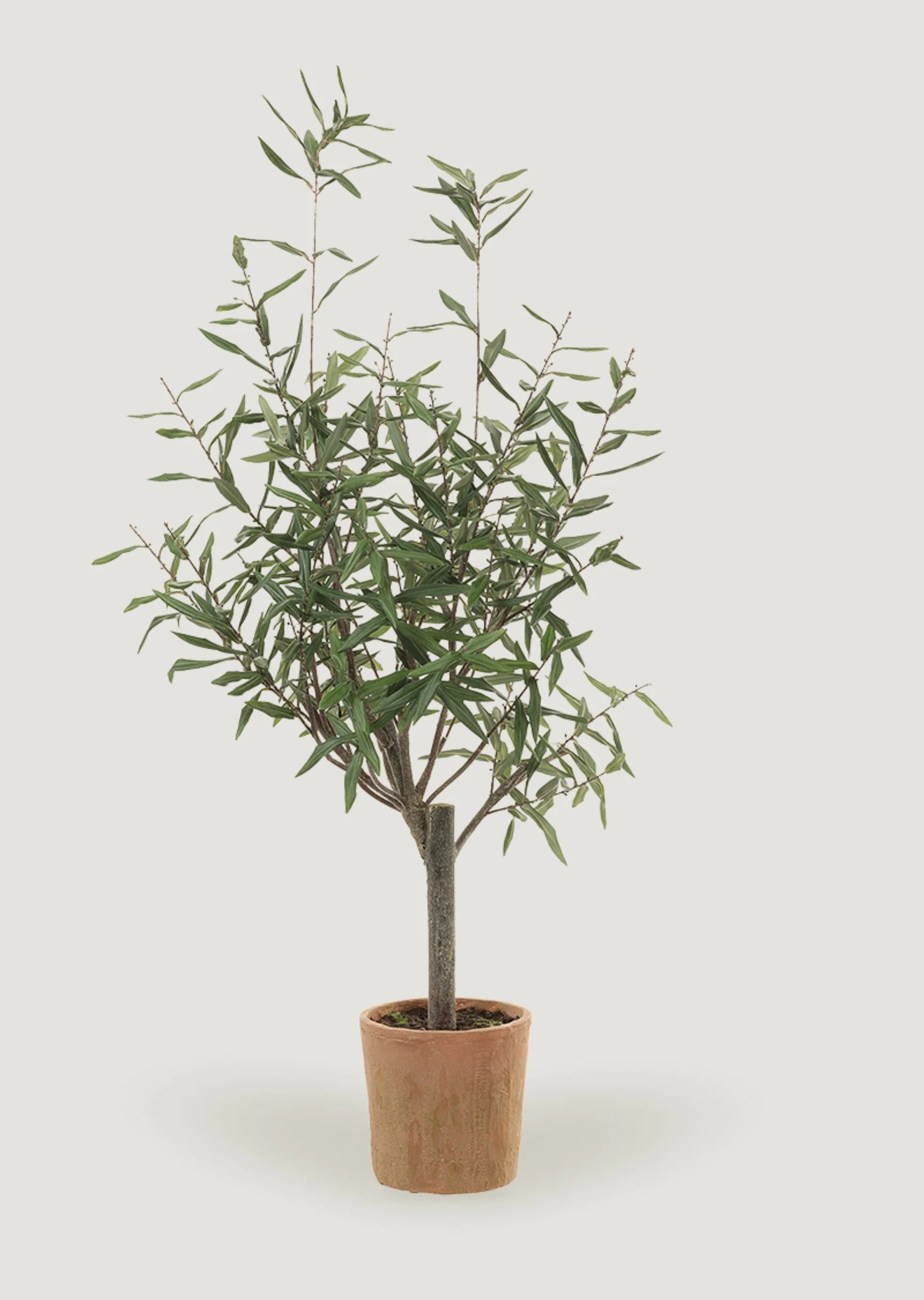 Artificial Olive Tree in Clay Pot | Best Fake Potted Plants at Afloral | Afloral