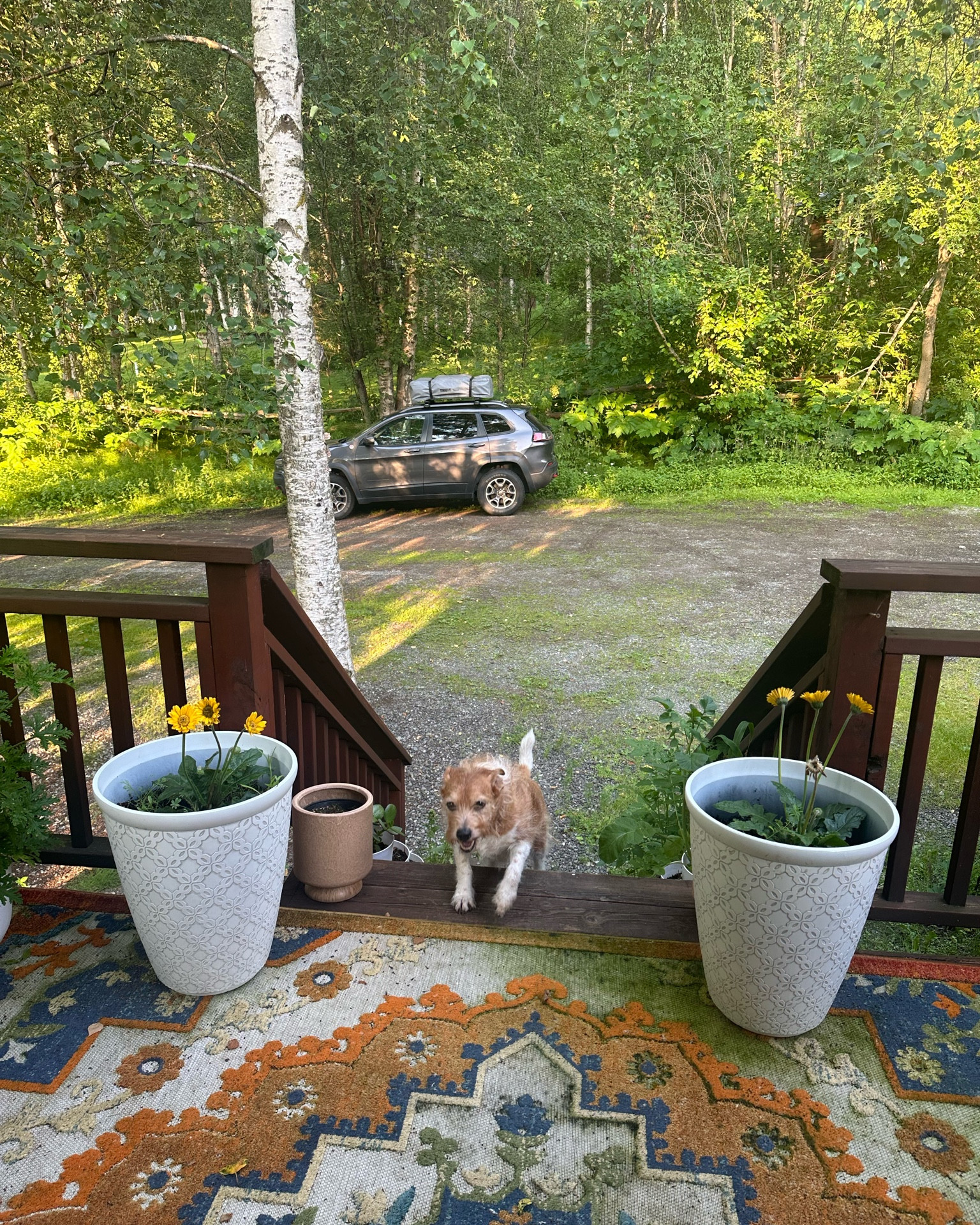 A front porch Hippo! a photo from earlier this summer — hippo running for me at the top of the stairs 🕊️ miss this little shadow every day 

 #LTKSeasonal #LTKHome #LTKSaleAlert