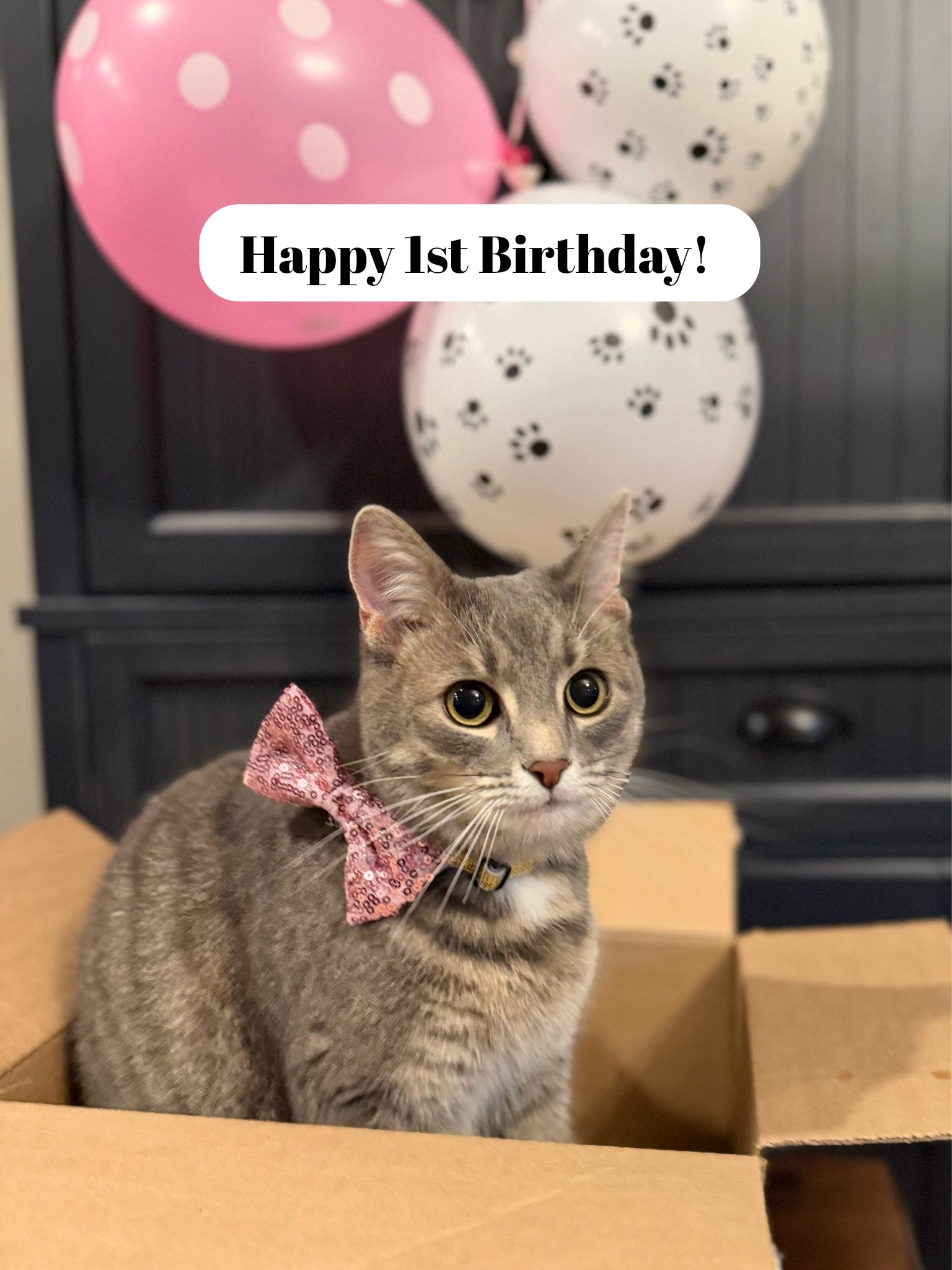 If you celebrate pet birthdays like we do, you won’t want to miss this birthday celebration pack for less than $10. It includes balloons, signs, a bandana, a hat, and a bow! #petbirthday

#LTKmomlife #LTKKids