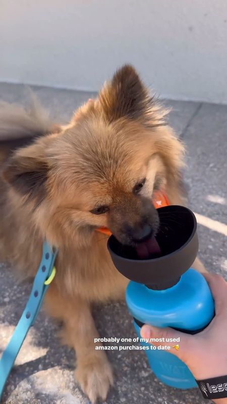 Dog water bottle for walks

#LTKfindsunder50 #LTKVideo #LTKfitness