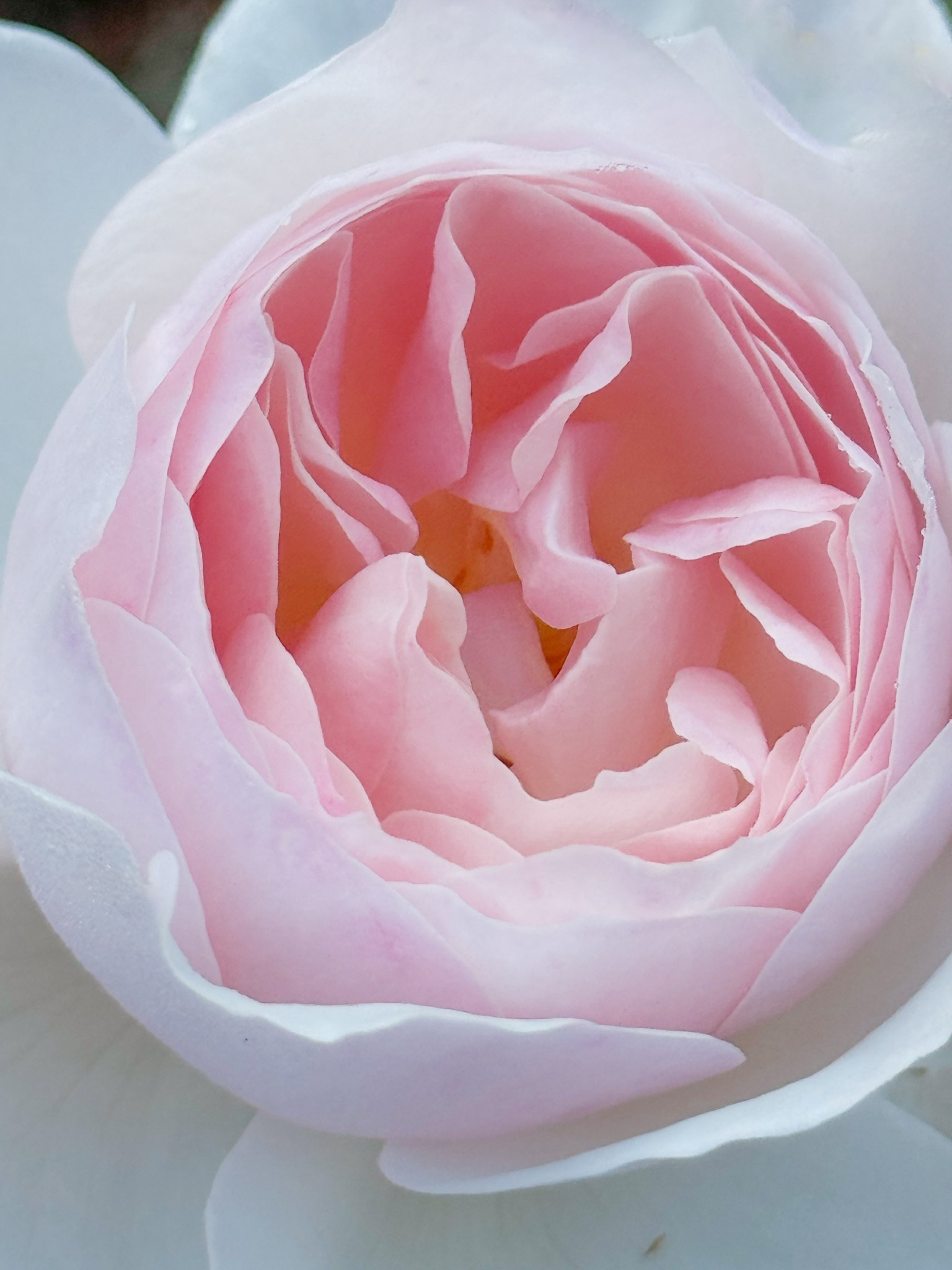 Flavorette Pear’d is such an easy and vigorous garden rose! 

#LTKdayinmylife #LTKspring #LTKHome