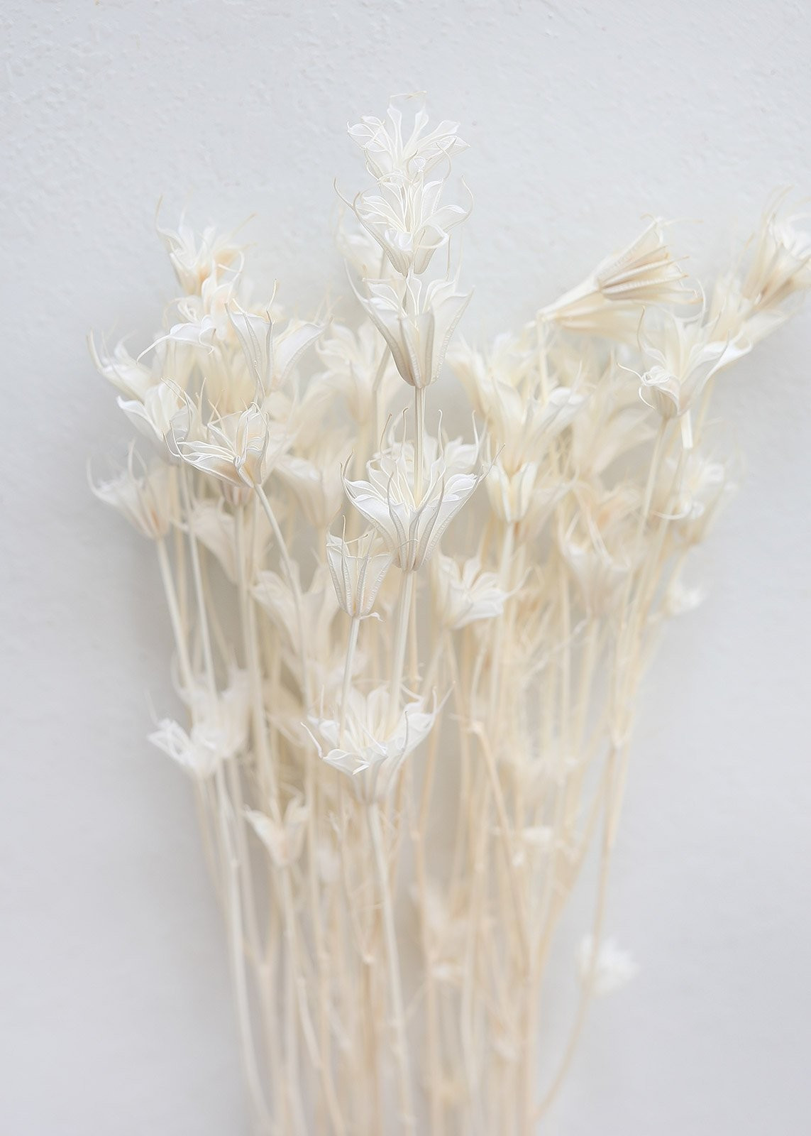 Dried Cream White Nigella Orientalis - 18-22" Tall | Afloral (US)