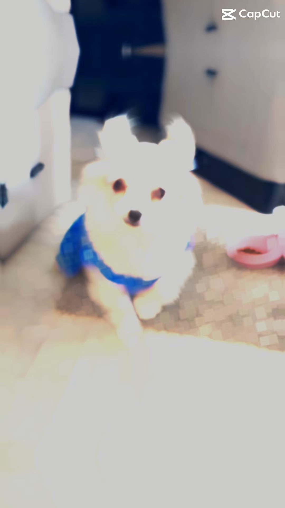 I post on purpose 😎 Lexi’s new food + water bowl 🐾 For all the ones minding my business 👀

#LexieLuLala #PetLife #DogMomLife #FunnyPost #PetEssentials #LadyVTravels  

#LTKTravel #LTKOver40