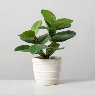 8" Mini Faux Clusia Rosea Plant - Hearth & Hand™ with Magnolia | Target