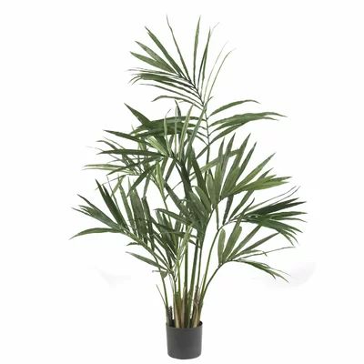 Kentia Palm Tree in Pot Size: 60"H x 36"W x 36"D/156 Leaves | Wayfair North America