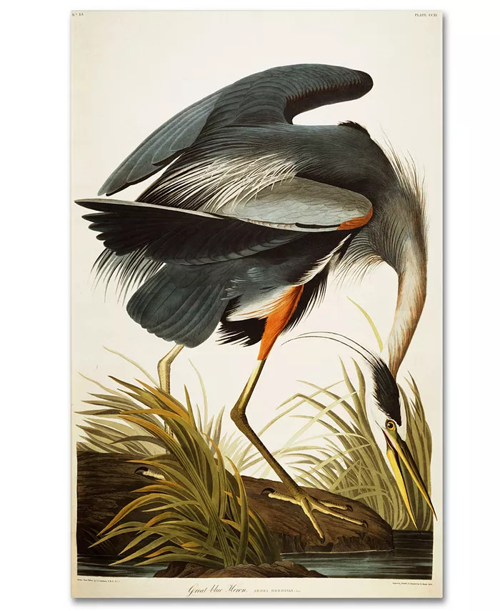 John James Audubon 'Great Blue Heron' Canvas Art - 47" x 30" | Macys (US)