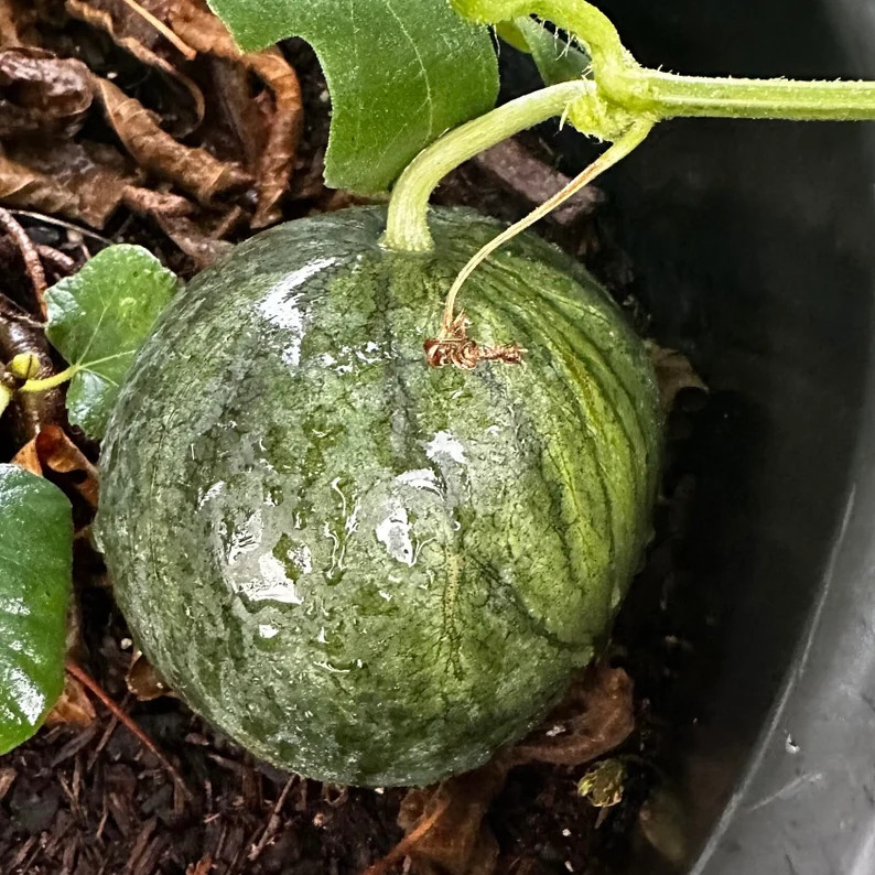 Bush Sugar Baby Watermelon Seeds - Etsy | Etsy (US)