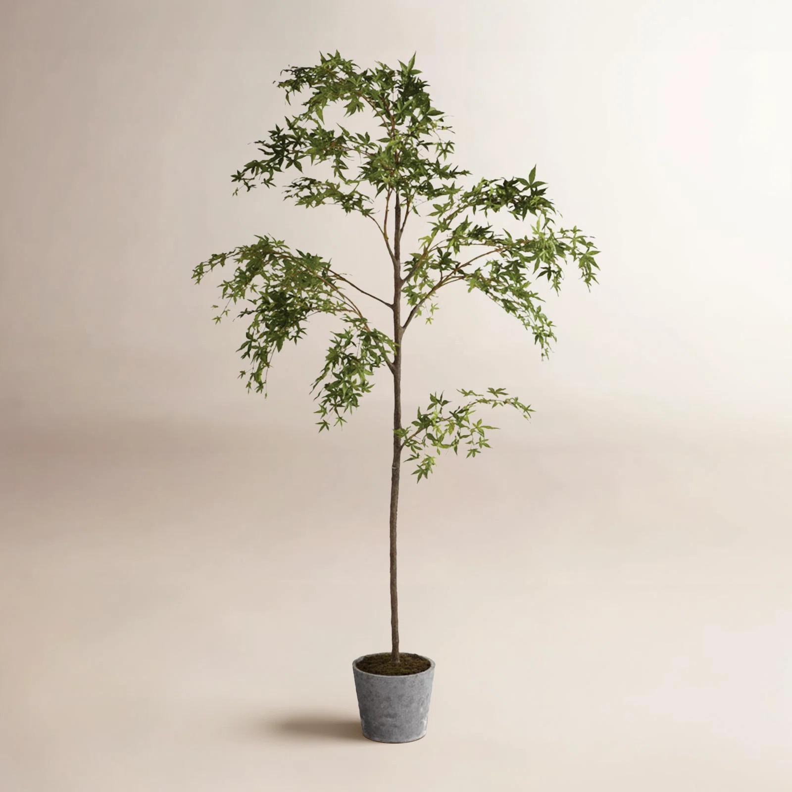 84'' Faux Maple Tree Tree in Ceramic Pot | Wayfair North America