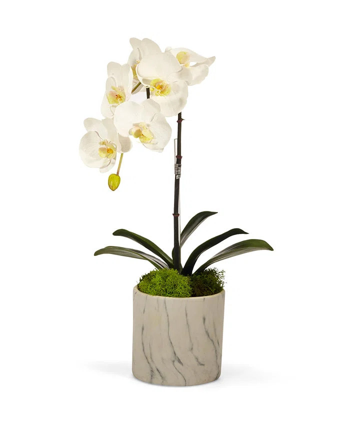 T&C Floral Company Orchid Plant in Pot Set & Reviews | Wayfair | Wayfair North America