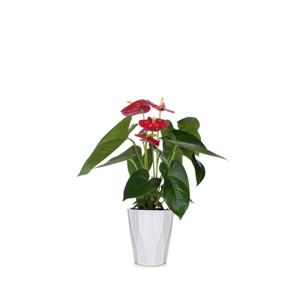 Just Add Ice Red  5 in. Essential Anthurium Plant in Ceramic Pot-255803 - The Home Depot | The Home Depot