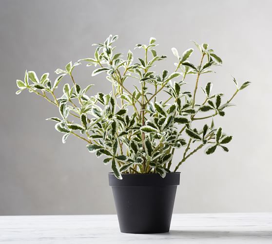 Faux Potted Variegated Mirror Houseplant | Pottery Barn (US)