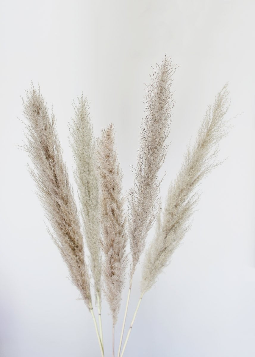 Pack of 5  - Pampas Grass | Afloral (US)
