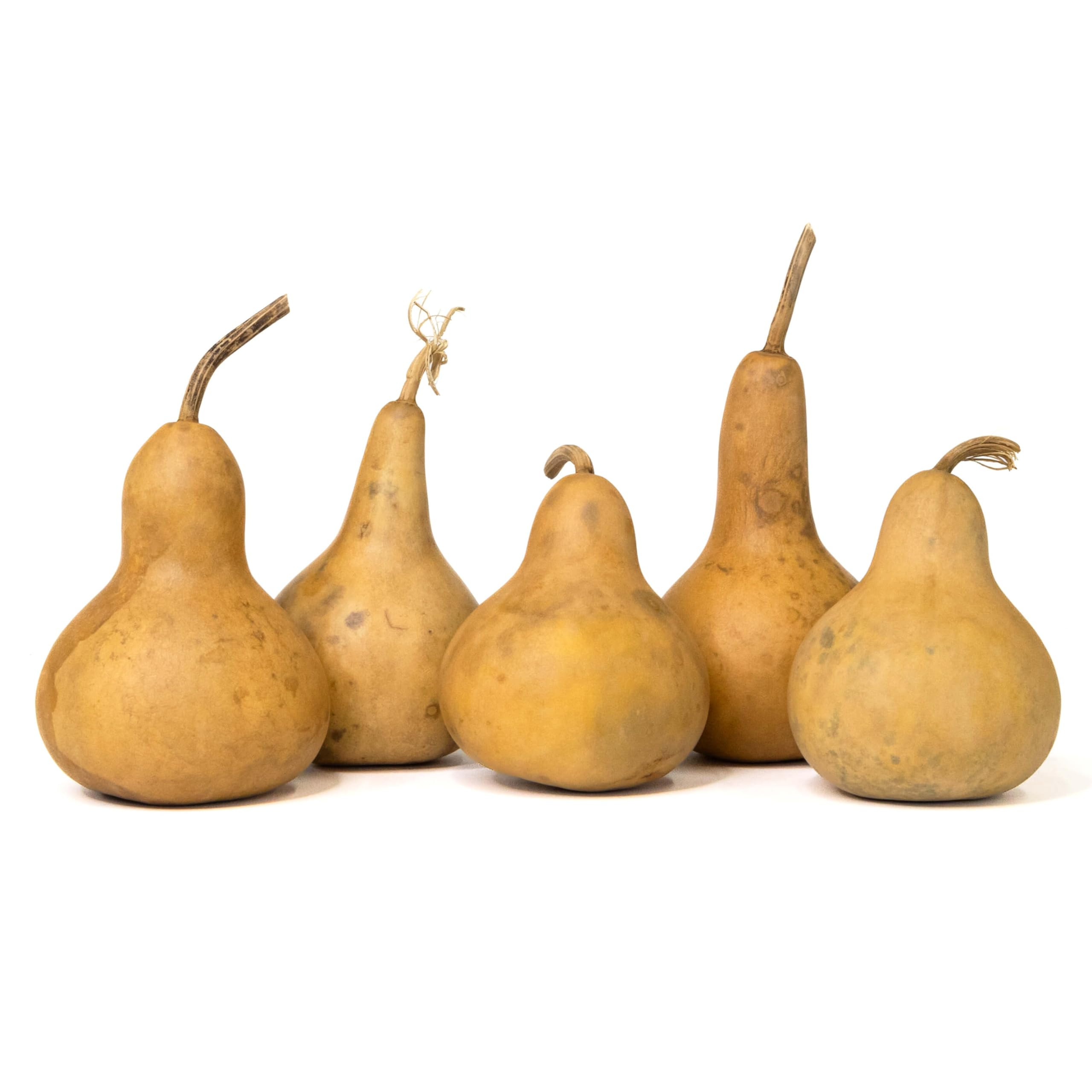 Box of 5 Dried Martin Gourds - 3" Diameter, Ready for Crafting or Decorating | Amazon (US)