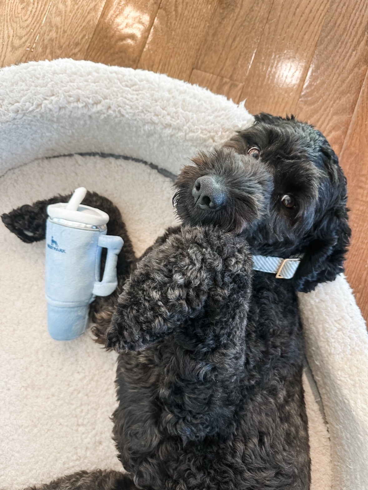 Dog Stanley toy

dog toys, dog collar, dog gift ideas, pet gift ideas

#LTKHoliday #LTKHome #LTKGiftGuide