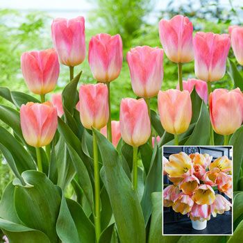 Cool Pink Lemonade Tulip | Brecks Premium Bulbs | Brecks