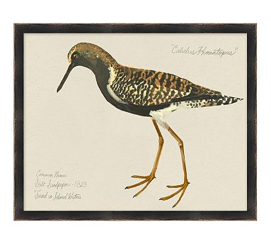 Silt Sandpiper Print | Pottery Barn (US)