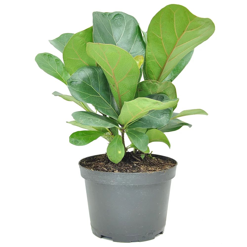 Costa Farms Live Indoor Bambino Ficus Lyrata; Indirect Sunlight Plant, in 6in Grower Pot | Walmart (US)