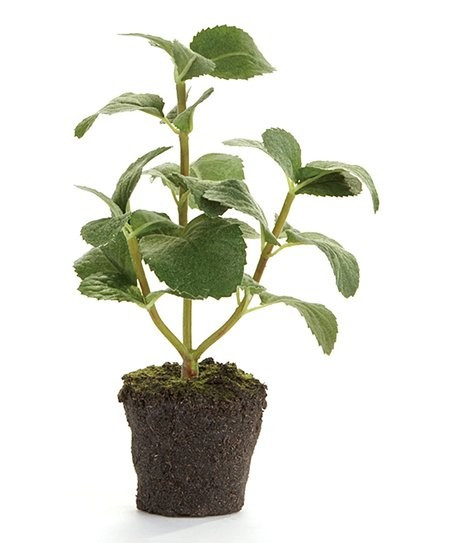 Mint Arrangement | Zulily