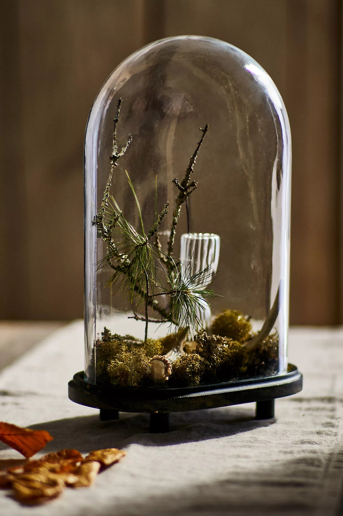 Oval Cloche with Distressed Wood Base | Anthropologie (US)