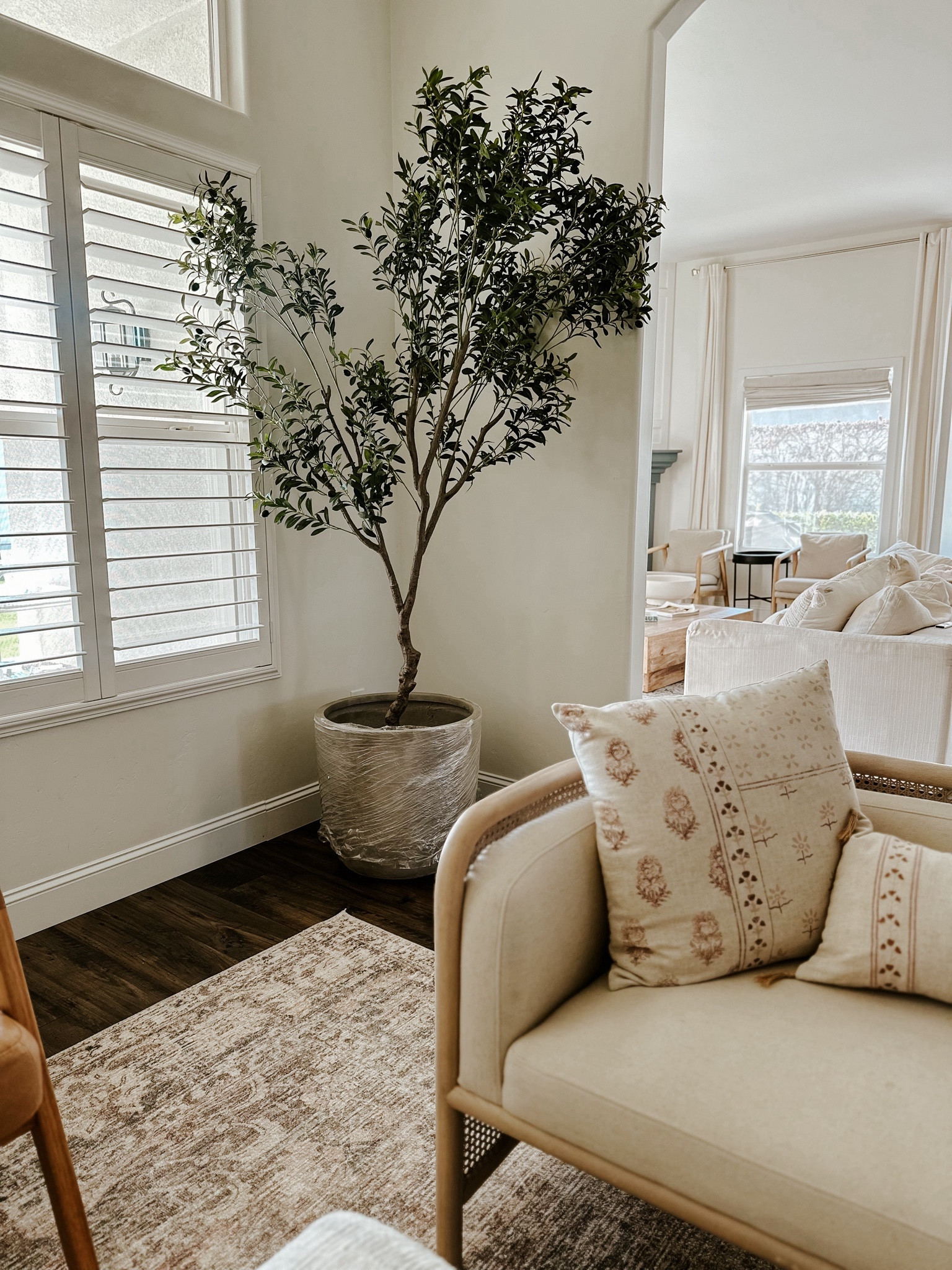 Finally got the Amazon olive tree + cement planter and she is pretty!!! It’s still not finished yet, (I need to secure it in here & put the moss on top) but wanted to let it linked up now!!! 

#LTKhome