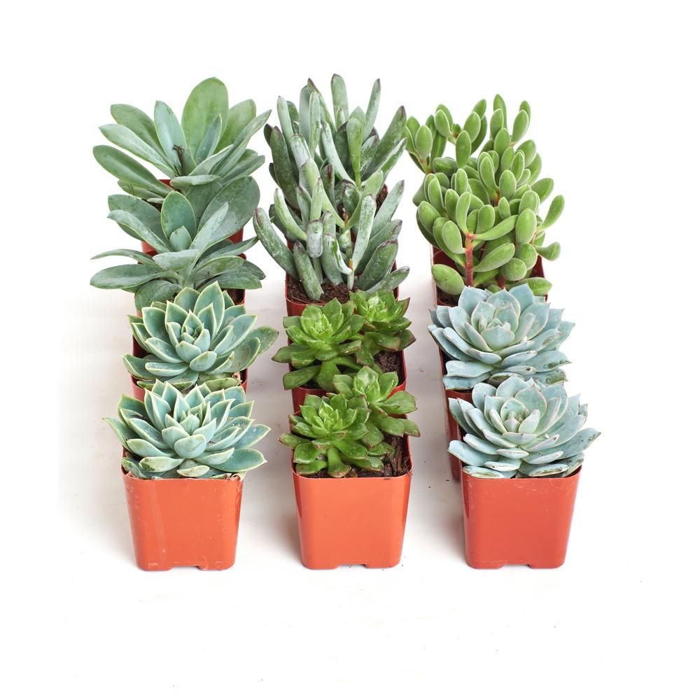 Shop Succulents 2 in. Blue/Green Collection Succulent (Collection of 12) | The Home Depot
