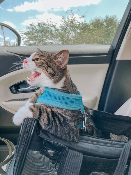 Are you traveling with your furbaby for the holidays? ✈️🚙 Here’s the best carrier you can get to keep them comfy and safe en route! 

#LTKSeasonal #LTKbaby #LTKfamily