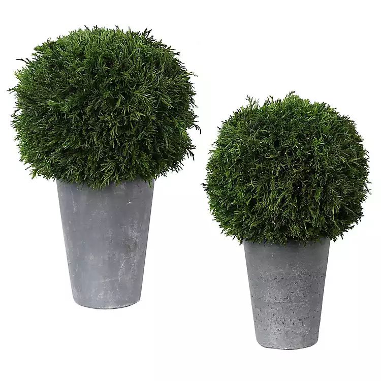 Preserved Cypress Ball Topiary in Pots, Set of 2 | Kirkland's Home