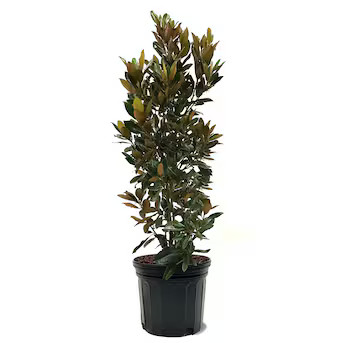 Southern Planters 7 -Gallon Flowering Evergreen Little Gem Southern Magnolia In pot (with soil) | Lowe's