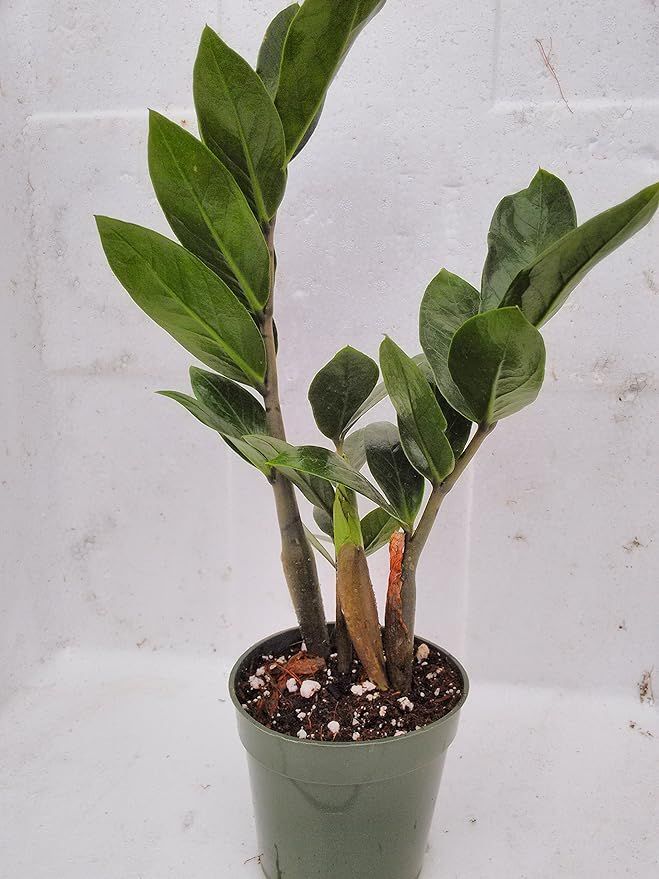 jmbamboo- ZZ Plant - Zamioculcas Zamiifolia - 4'' Pot | Amazon (US)