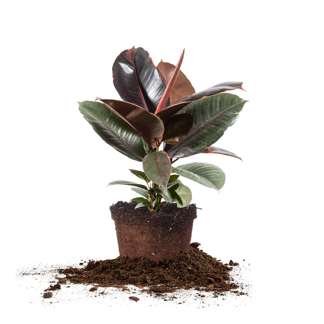 PERFECT PLANTS Variegated Rubber Plant | Ficus Elastica 'Ruby' | Live Indoor Houseplant | Unique ... | Amazon (US)
