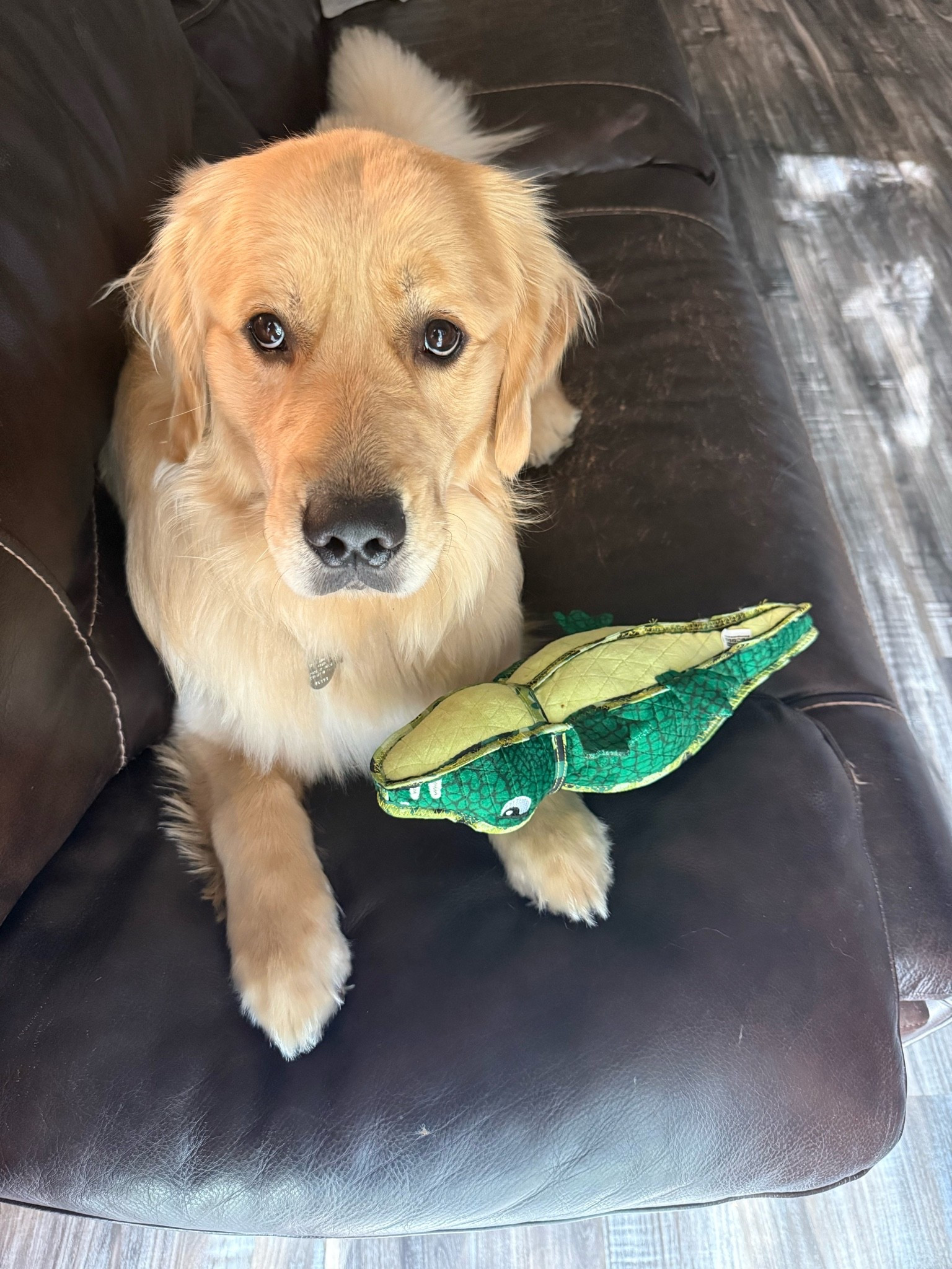 Happy boy with a new toy 🐊🐾
#LTKpets

Dog mom things / dog mom life / golden retriever things

#LTKdayinmylife #LTKHome
