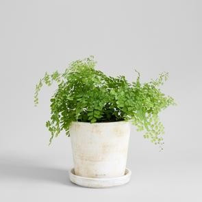 Basic Planter, White Patina | Bloomist