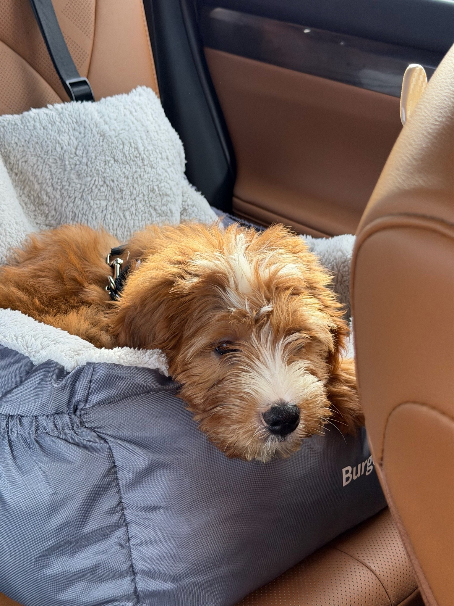 Puppy car seat!
