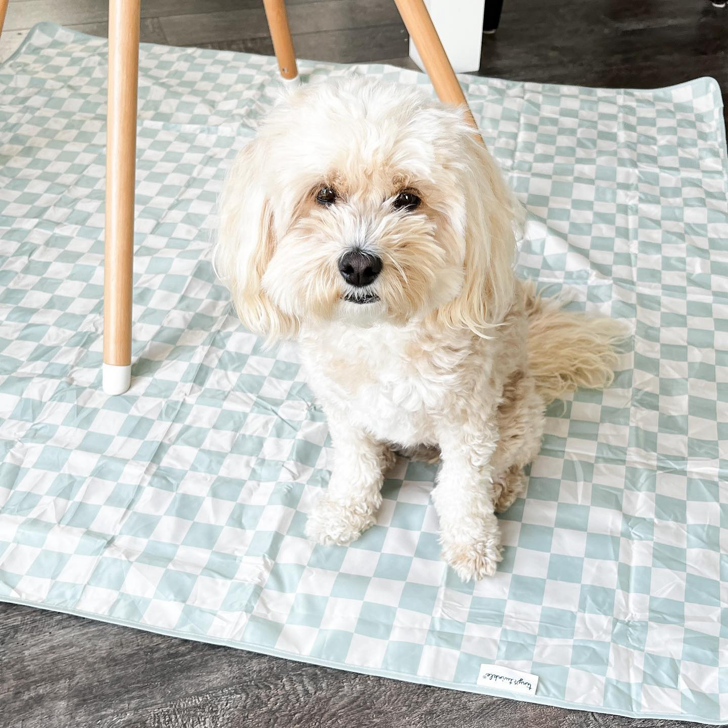 Patiently awaiting any of baby bro’s scraps caught by @tinytwinkleshop ‘s splat mat! 🍐🍌💦

Thanks to their mat, clean up after meal times w/ baby bro is a cinch! 😉

They’ve got tons of cute bibs/aprons and other mealtime essentials for baby you’ll have to check out for perfect baby shower gifts too! 👶
.
.
.
.
@tinytwinkleshop @stackinfluence #tinytwinkle #tinytwinklepartner #tinytwinklebaby #shinefromthestart