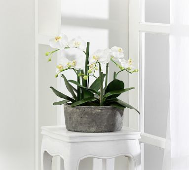 Faux Orchid In Clay Pot | Pottery Barn (US)