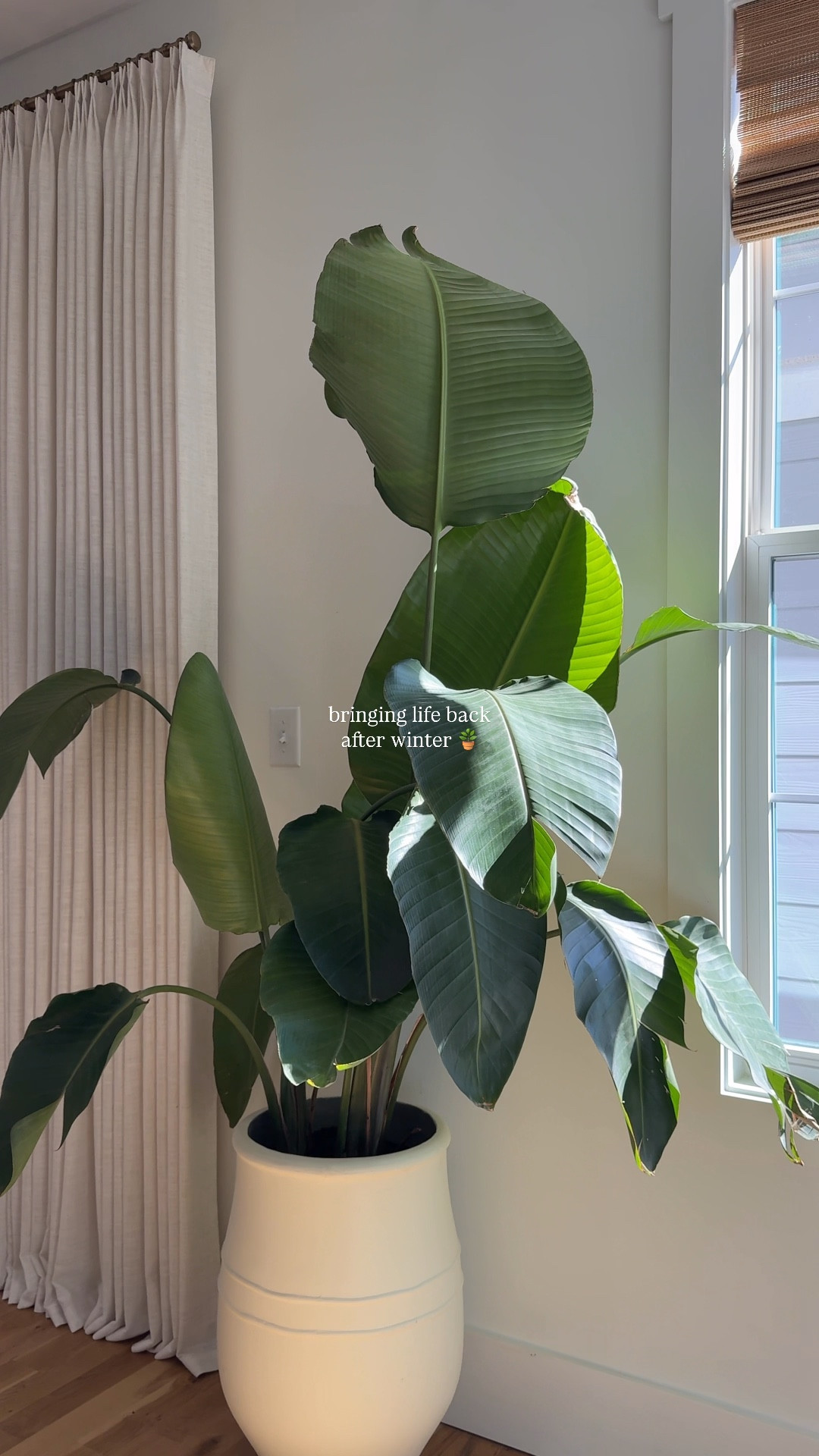 real plants >> bird of paradise is one of my all time favorite plants to use inside + it’s super easy to take care of 🪴

*if you haven’t been yet @athomestores has the best pot selection right now 😍

#athomestores #livingroomideas #birdofparadise #neutralhome #springdecor 

#LTKSeasonal #LTKHome