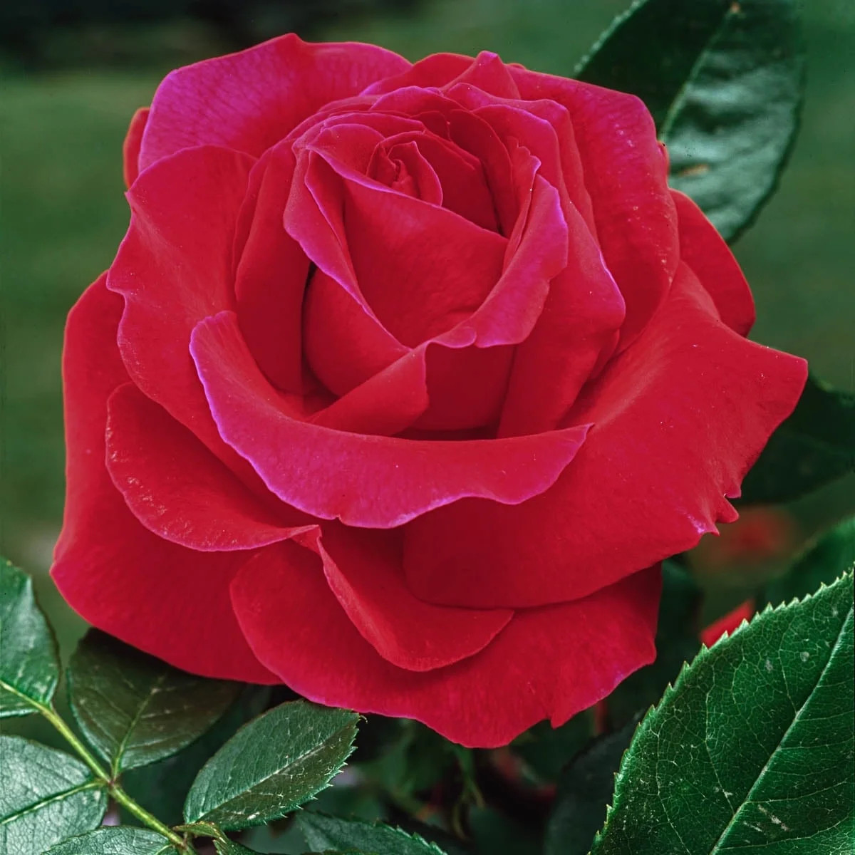 Mister Lincoln Dormant Bare Root Hybrid Tea Rose, Includes one dormant plant per order | Walmart (US)