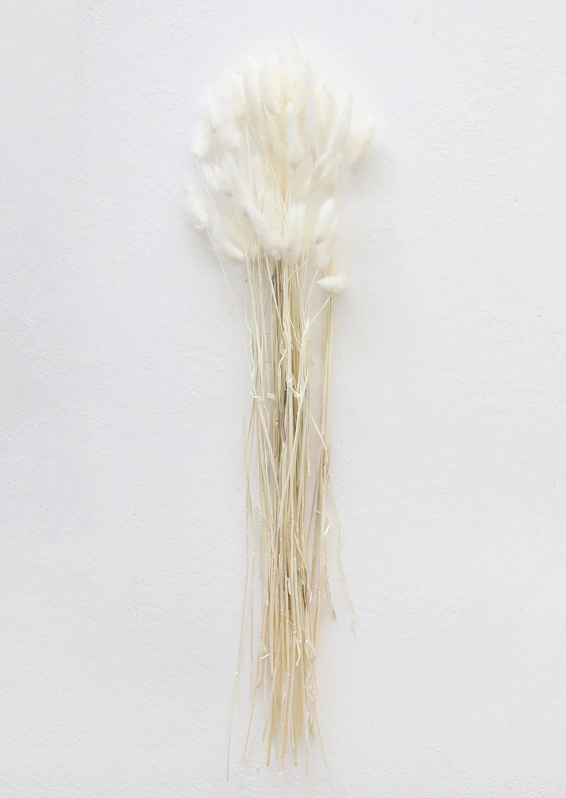 White Dried Bunny Tails | Shop Natural Grasses at Afloral.com | Afloral