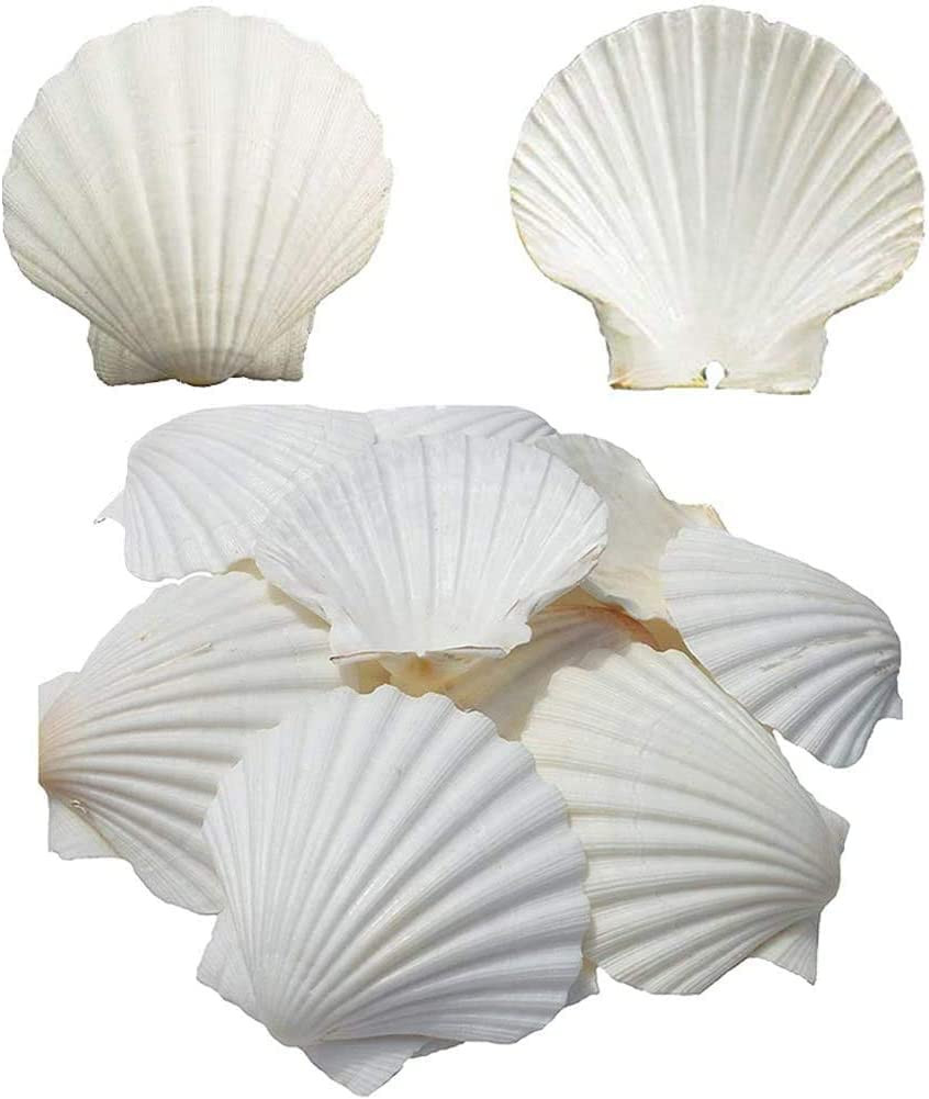 6PCS Scallop Shells for Serving Food,Baking Shells Large Natural White Scallops from Sea Beach fo... | Amazon (US)