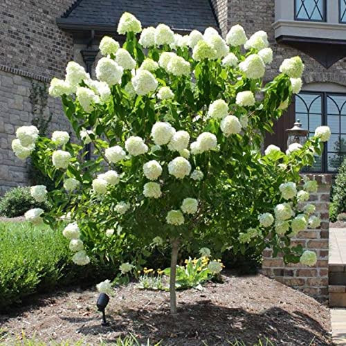 Brighter Blooms - Proven Winners® Limelight Hydrangea Tree, 4-5 ft. - No Shipping to AK, AZ, HI | Amazon (US)