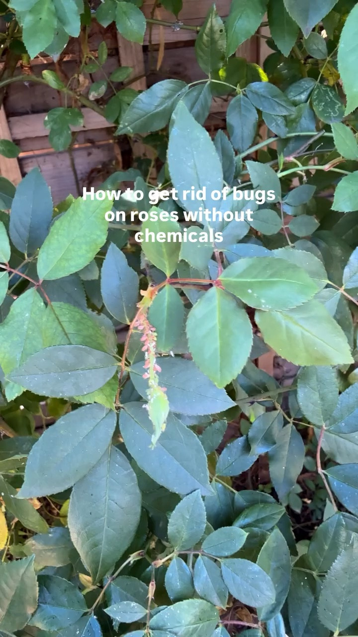 Seeing bugs on your roses (or any blooms in your garden) doesn’t mean you need to reach for chemicals.

A strong stream of water can remove pests instantly without the chemicals. 

This works best for aphids and soft-bodied insects and keeps your garden simple and effective.

If you can’t check your roses daily, apply neem oil to prevent bugs from returning. Comment SHOP for a link to my fav one. 

Save this as a reminder and follow for more cozy home decor and beginner gardening tips.