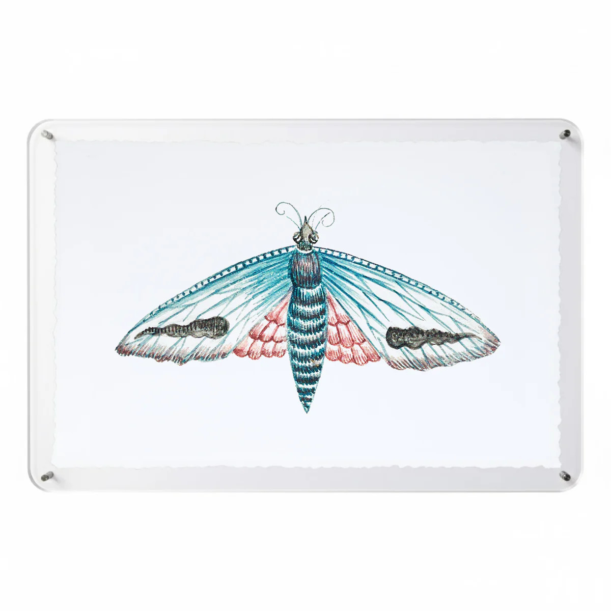 Titali in Acrylic - Aqua | Moth Artwork Acrylic Float Frame | Scout Design Studio