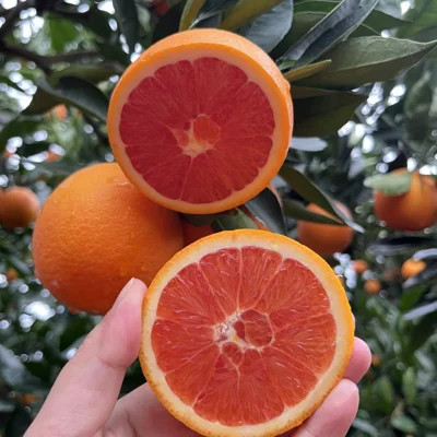 Blood orange tree product photo via LTK