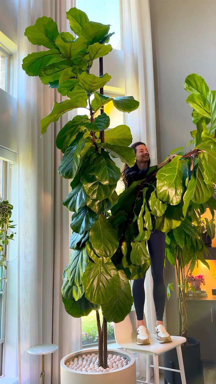 Use code BUY1GET10 to get 10% off one item at HousePlant Resource Center on Amazon.

Want a fuller, healthier fiddle leaf fig?

If your plant looks thin or slow growing, a few simple changes can turn it around fast.

Light matters most
The brighter the indirect light, the larger and healthier your leaves will be.
Keep it close to a window so it gets strong light all day.

Trim it back
Regular cuts signal the plant to branch out.
More branches give you that full, lush look. 

Feed it weekly
Do not wait for a season.
A light, consistent fertilizer keeps steady growth going.

#fiddleleaffig #plantcaretips #houseplantcare #indoorplants #fiddleleaffigtree

#LTKOver40 #LTKHome #LTKActive