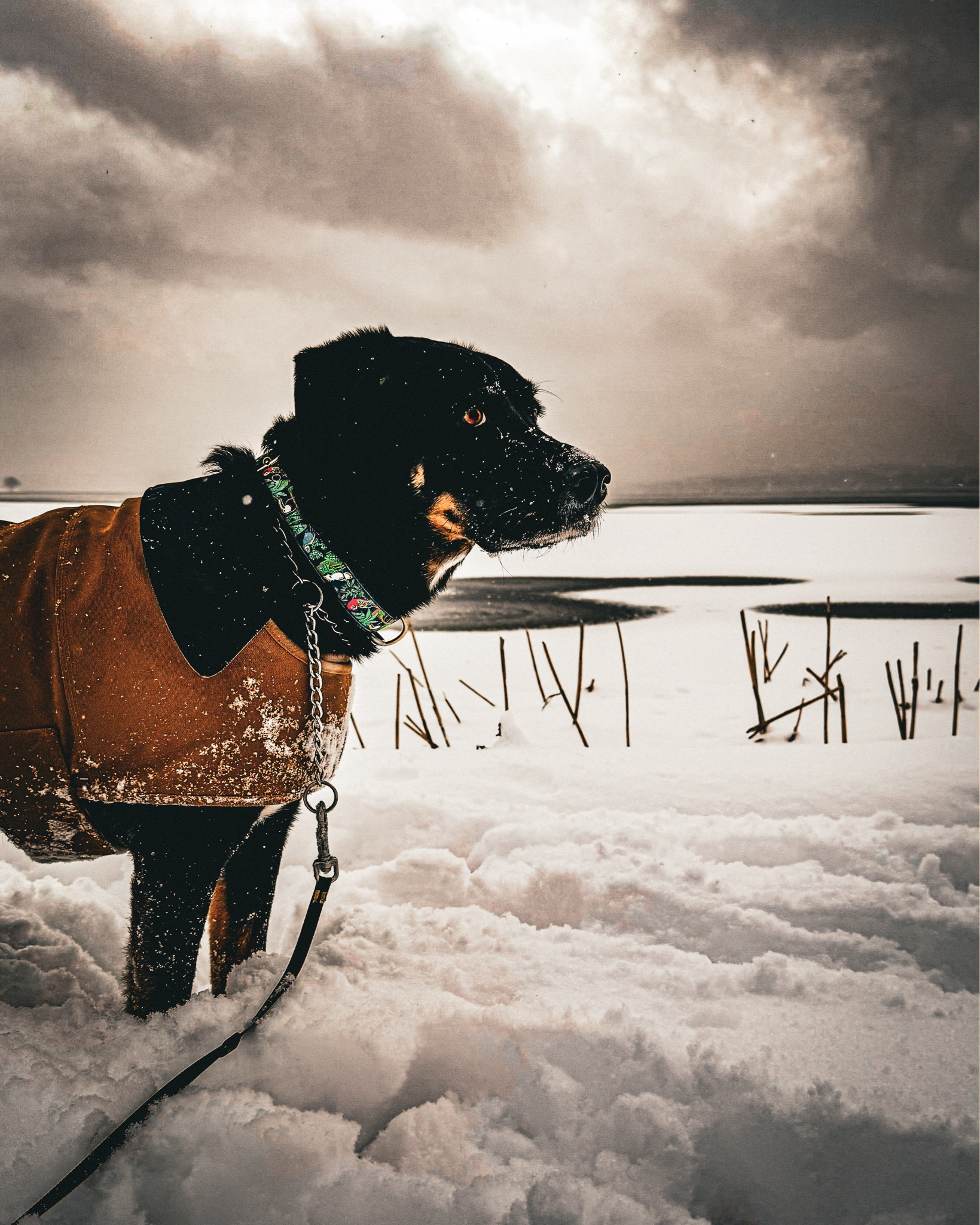 Keep your pup warm in the snow with this Carhartt coat
:
:
:
:
:
:
:
#dog
#dogcoat #dogmom