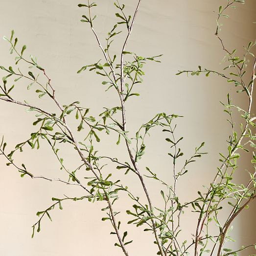 Faux Potted Sophora Prostrata Plant | West Elm (US)