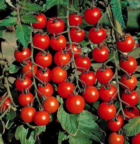 Super Sweet 100 Tomato Plant- Two (2) Live Plants - Not Seeds -each 5" to 7" Tall, in 3.5 Inch Po... | Walmart (US)