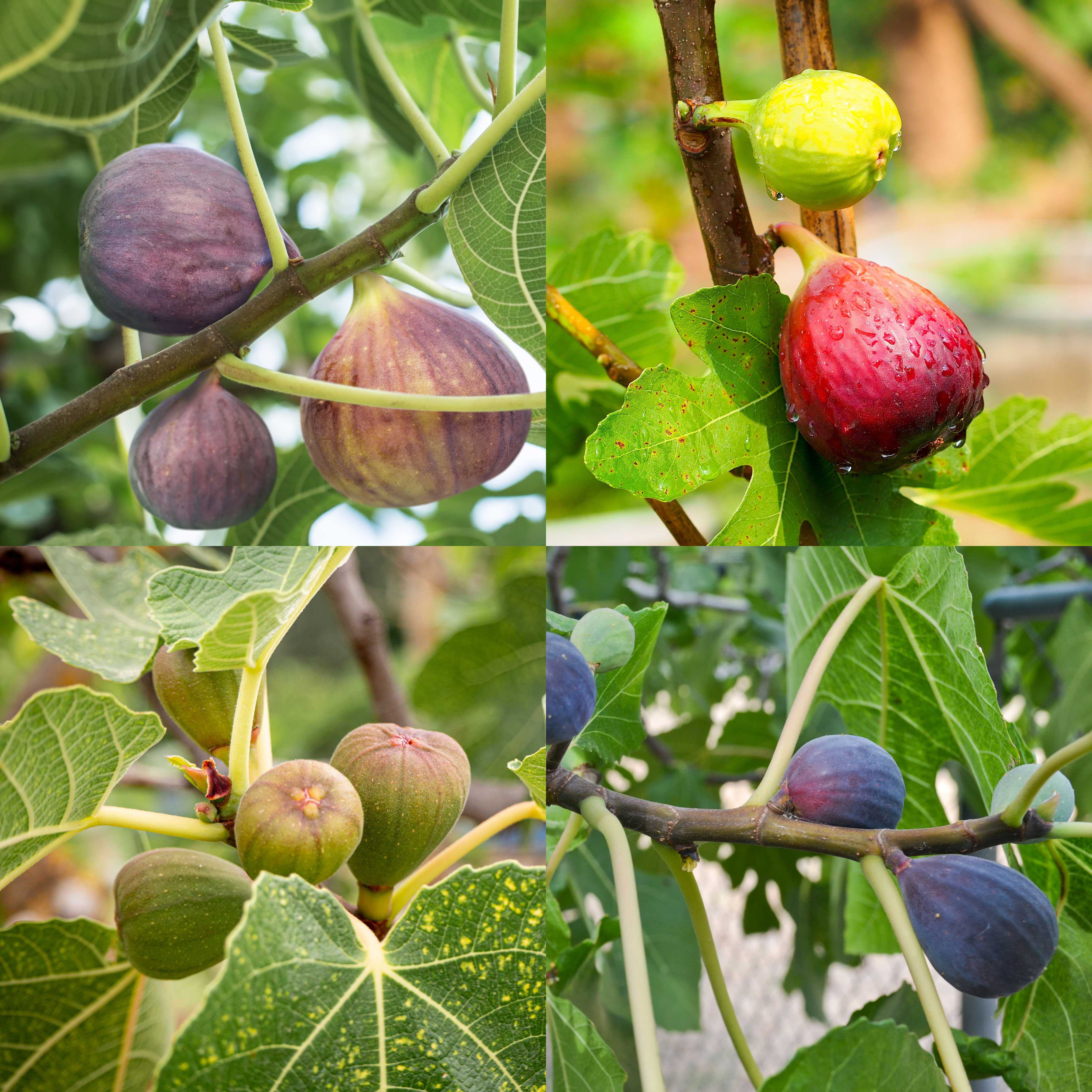 Fig Orchard Pack | The Sill
