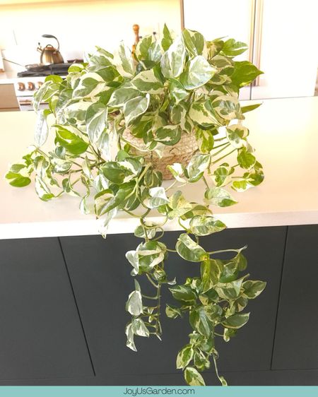 Pothos N Joy is a low maintenance plant that has beautiful trails. 

#LTKhome #LTKfindsunder100